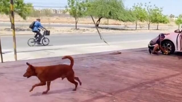 Cabo, perrito supervisor de autolavado en Hermosillo