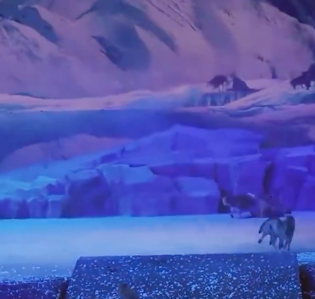 Lobos en obra de teatro China