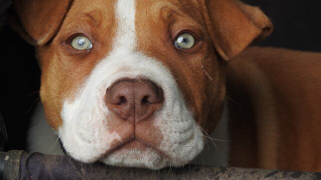 Morena presentó una propuesta de ley para regular razas de perros "peligrosas".