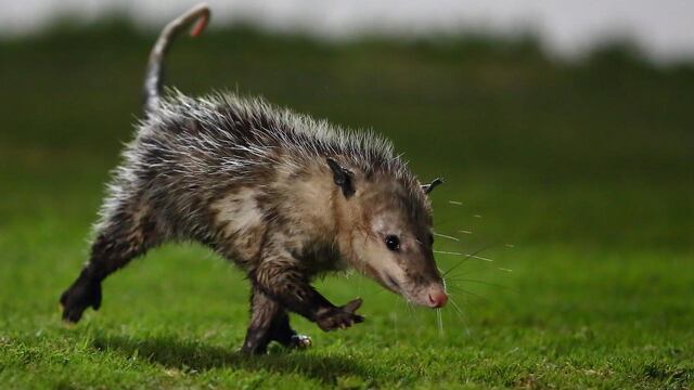 El Jarochito invadió la cancha del 'Pirata' Fuente.