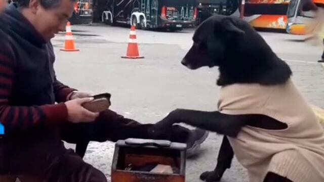 Perro se viraliza pidiendo que lustren sus patas