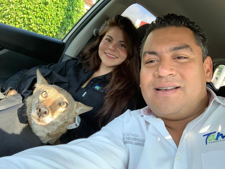 El coyote sufrió una lesión en dos de sus cervicales.