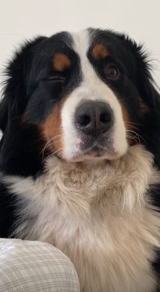 Ares, perro que quedó "pelón" y provocó el llanto de su dueña