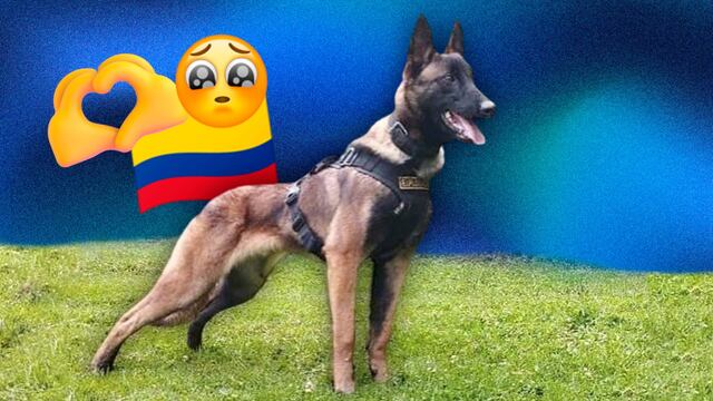 ¿Quién es Wilson, el perro rescatista que toda Colombia busca tras salvar la vida de 4 niños?