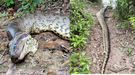 Muerte serpiente del Amazonas