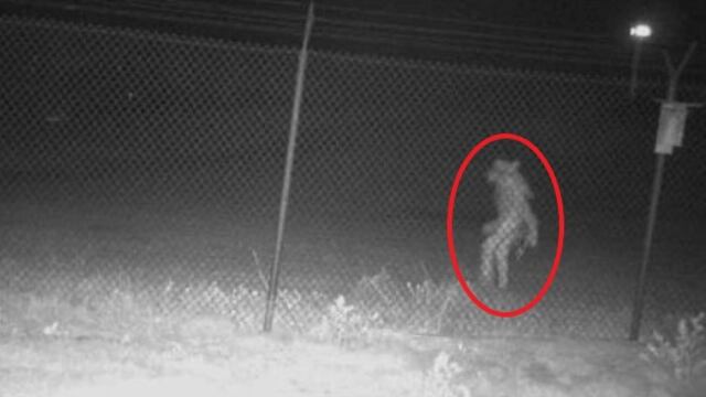 Criatura extraña captada en zoológico de Texas