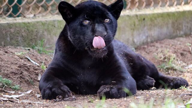 Muere jaguar melánico por culpa de Ayuntamiento de Morelia