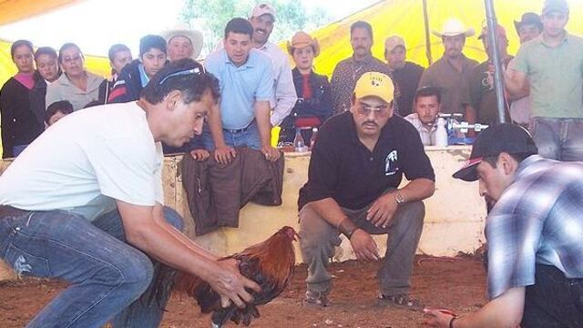 Pelea de gallos en California