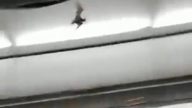 Murciélago en avión