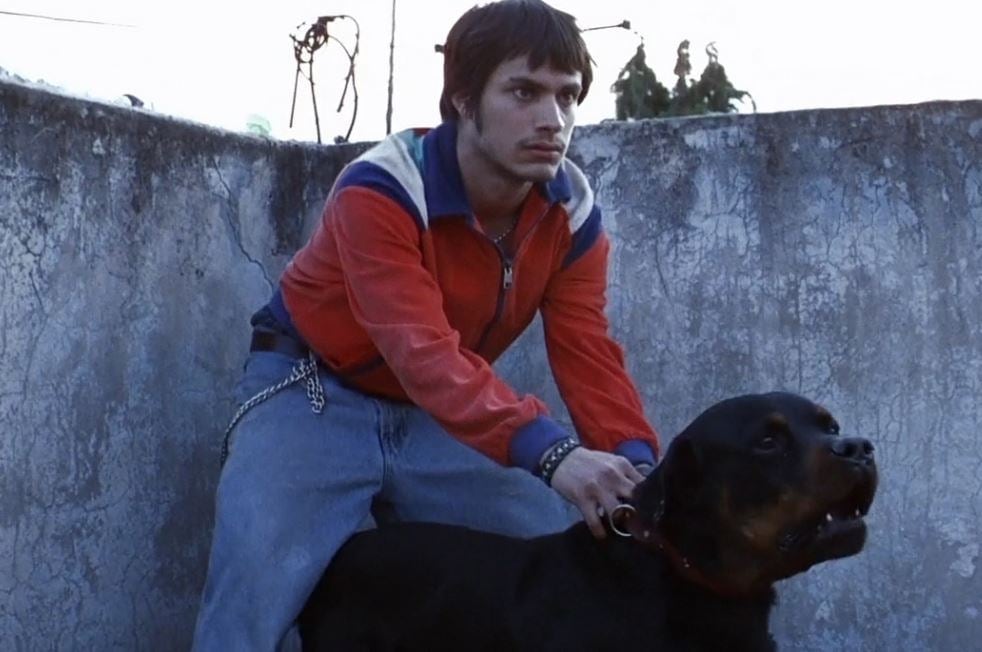 'Amores Perros'