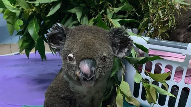 Lewis el Koala