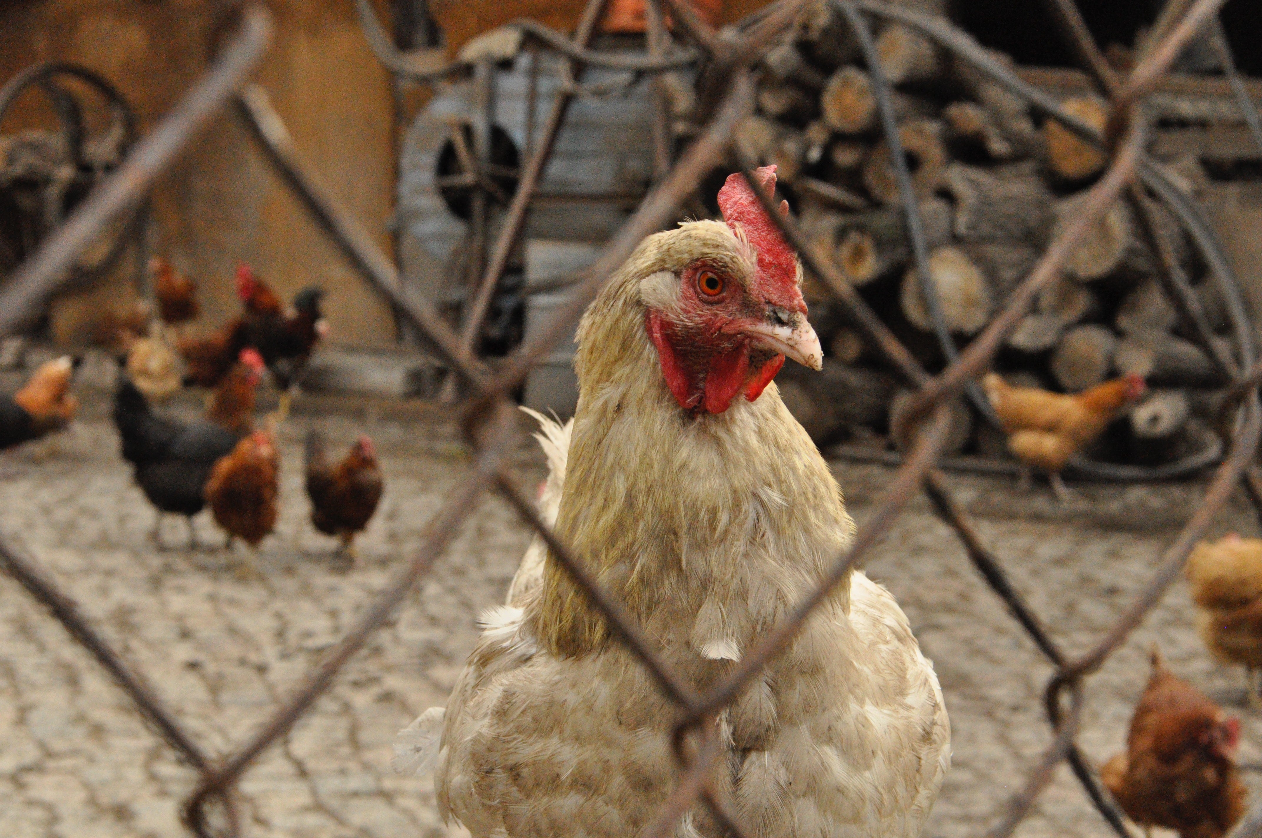 ¿Las gallinas no ponen huevos en invierno?