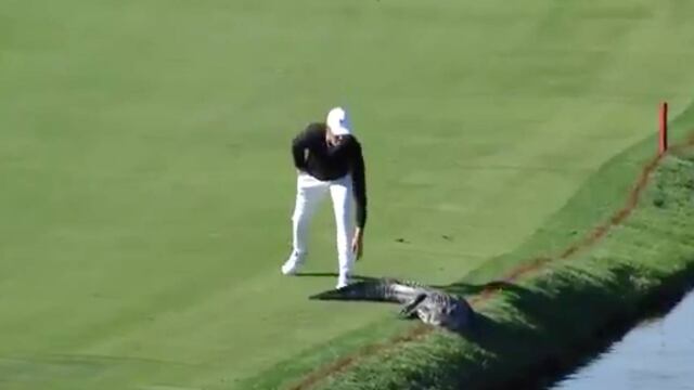 Un cocodrilo fue asustado por jugador de Golf