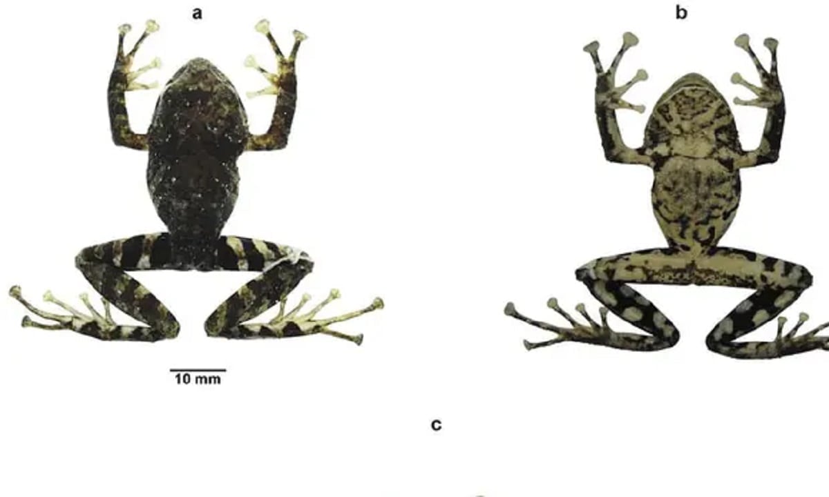 ‘Pristimantis ledzeppellin’