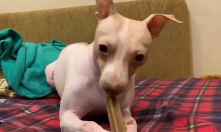 American Hairless Terrier