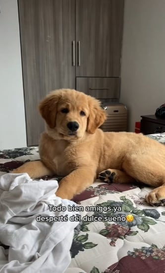 Perrito se come pastillas para dormir
