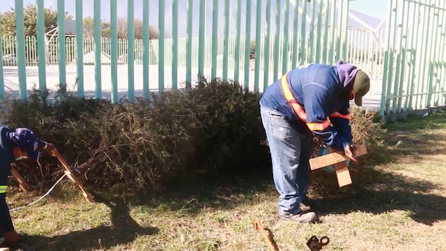 Escobedo instaló nueve centros de acopio de pinos navideños para proteger el medio ambiente