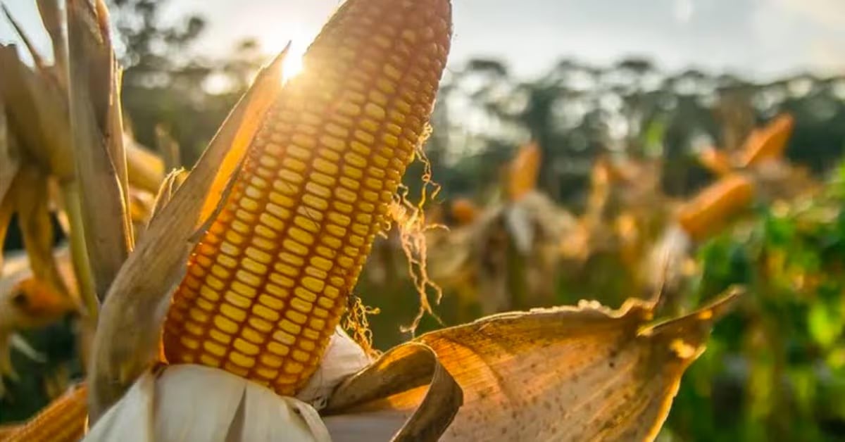 maíz