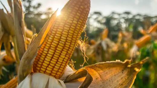 Instituciones y centros de investigación destacan impacto nutricional de la nixtamalización en la tortilla