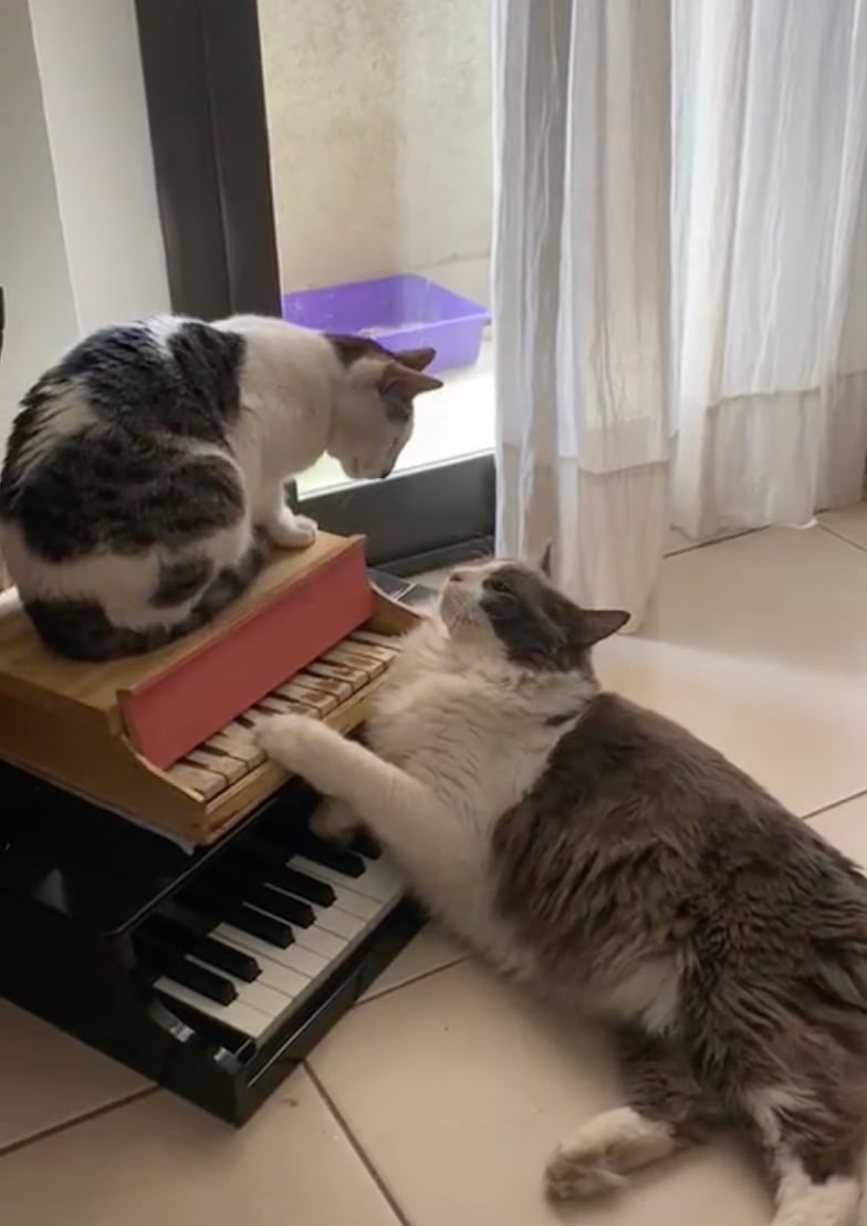 Limón y Almendra, gatos pianistas de TikTok