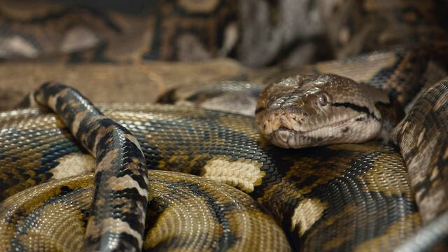 Serpiente
