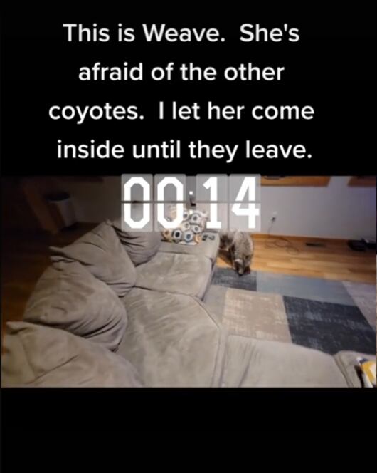 Coyote asustado busca refugio