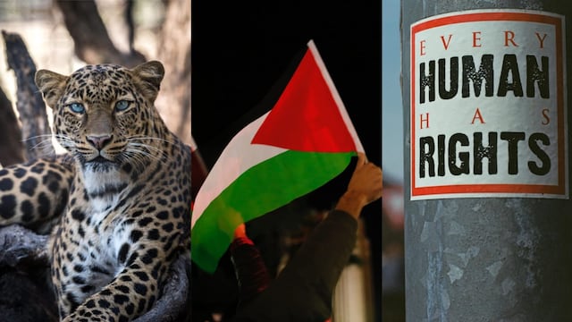 Este 29 de noviembre es el Día Internacional del Jaguar, el Día Internacional de Solidaridad con Palestina y el Día de los Defensores de Derechos Humanos