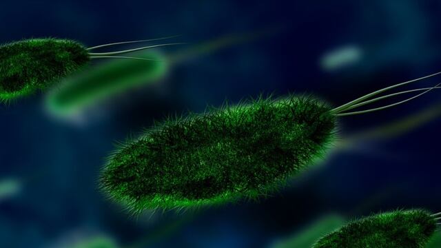 Imagen representativa de la listeria