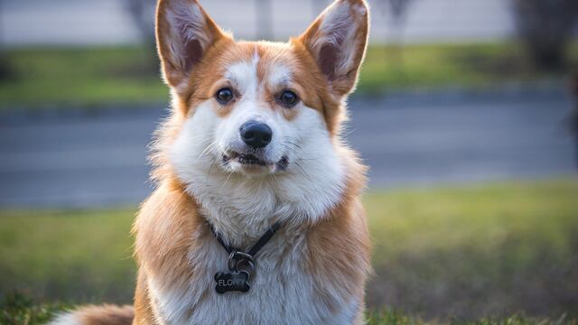 Perro de raza corgi