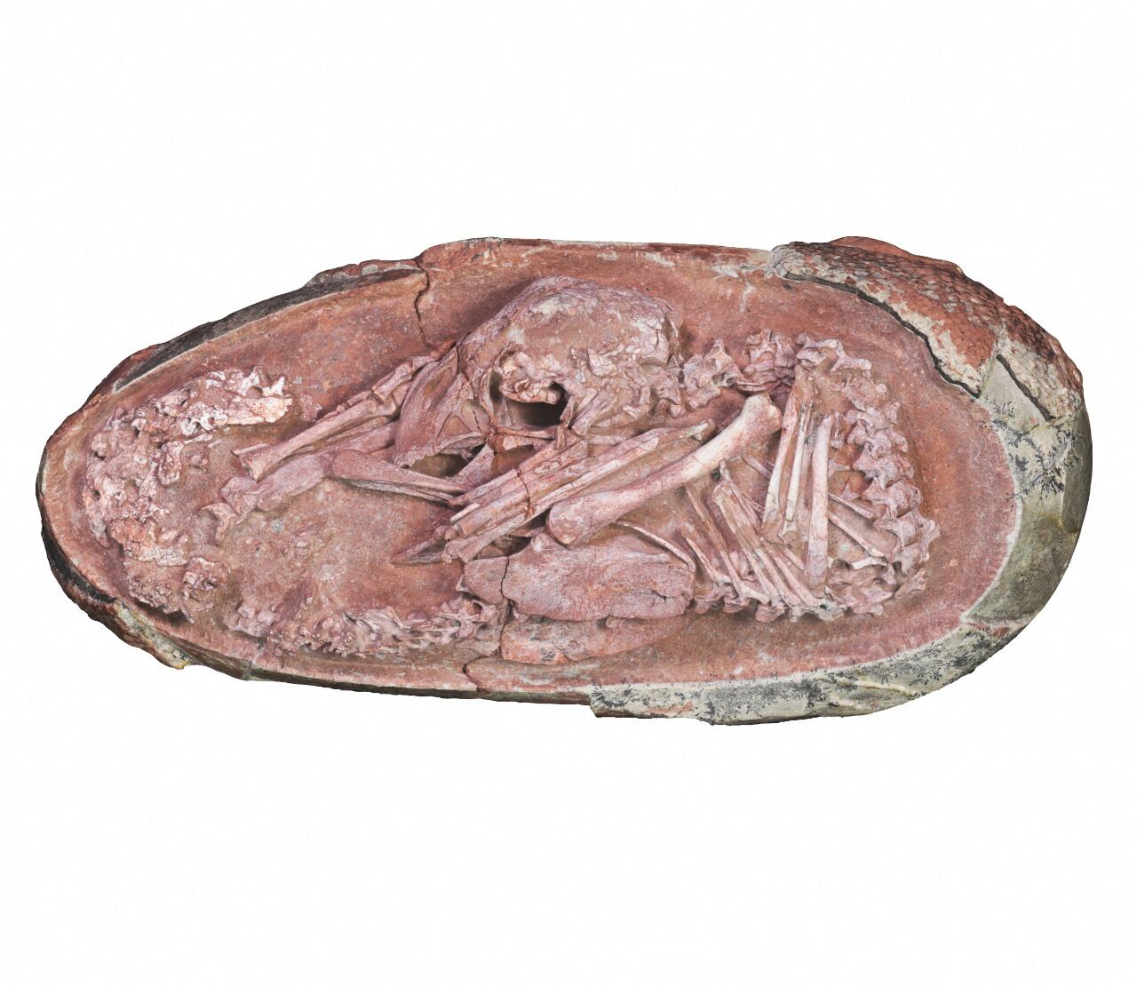 Embrión de dinosaurio