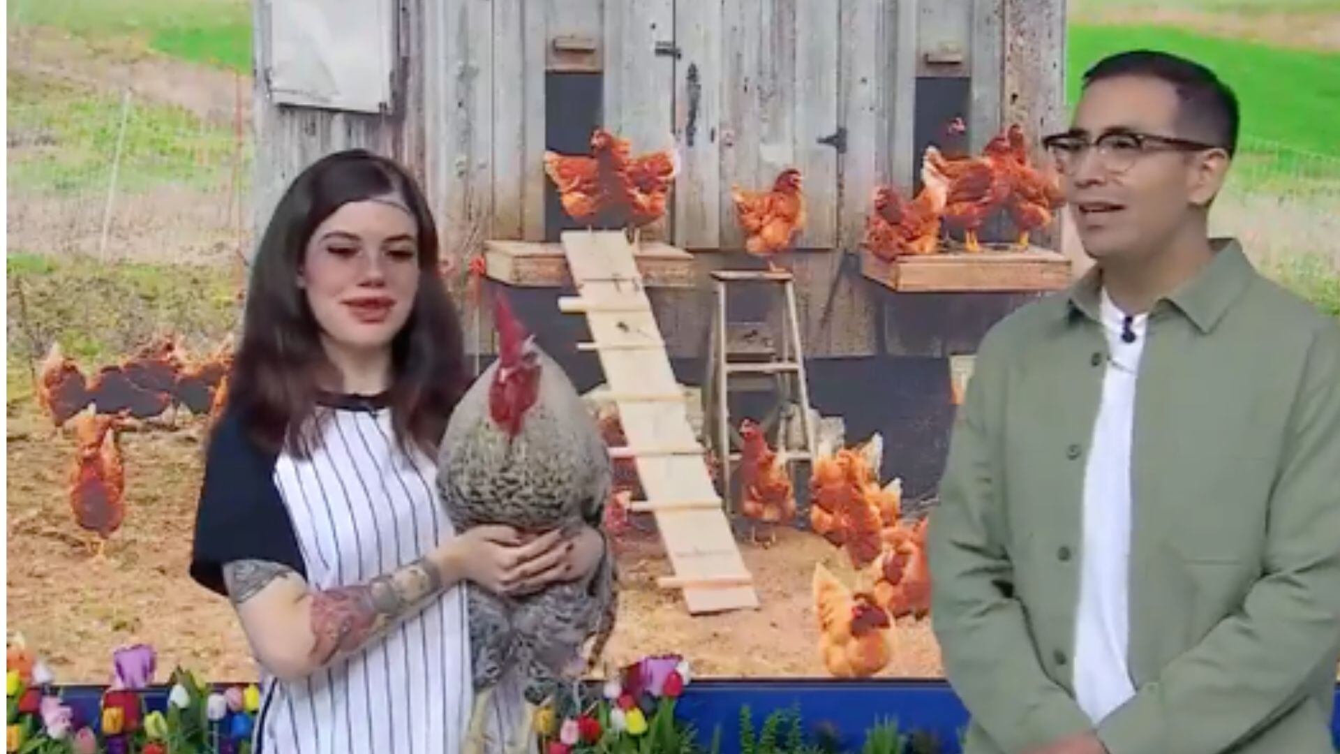 VIDEO: El día que un gallo cantó reguetón en vivo en Venga la Alegría y Capi Pérez sigue sin creer
