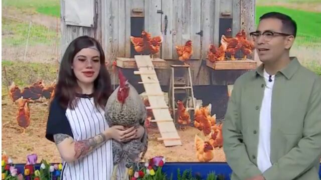 Un gallo cantó reguetón en vivo en Venga la Alegría