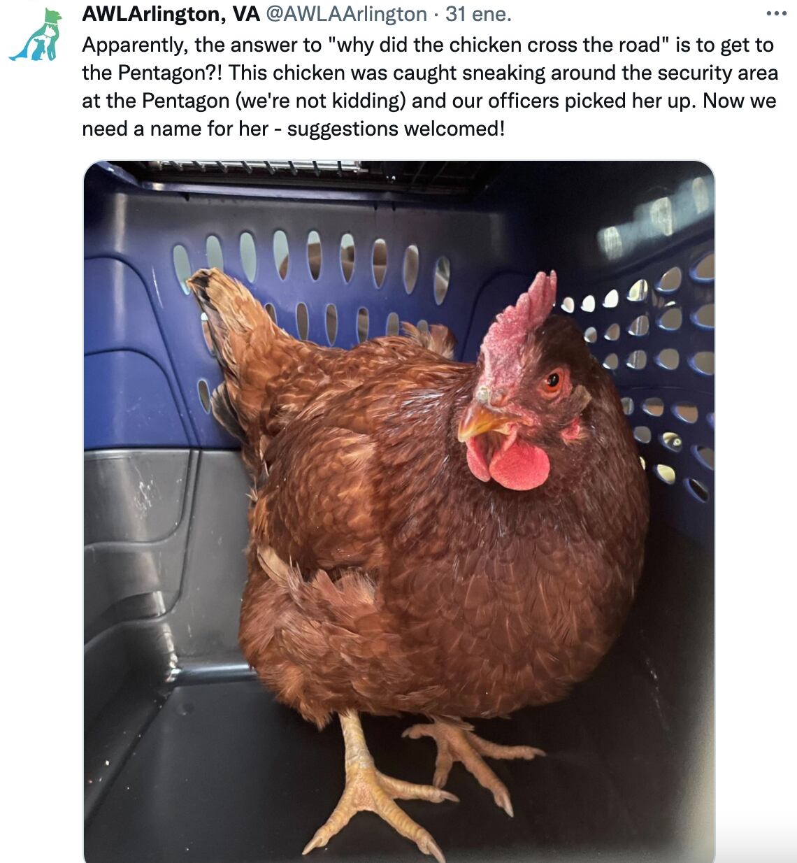 Gallina que intentó infiltrarse en el pentágono