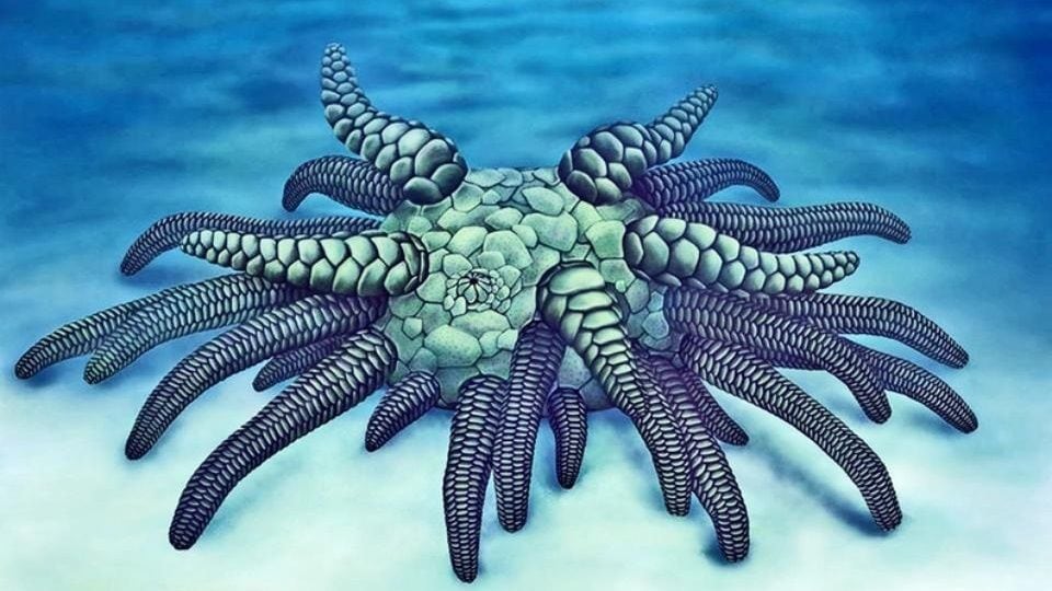 Fósil de sollasina cthulhu