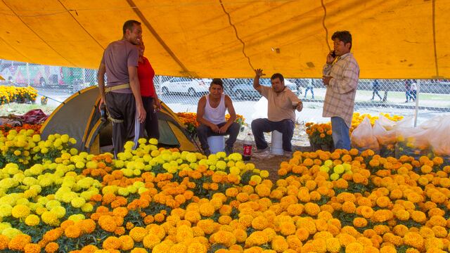 La flor cempasúchil se vende principalmente por temporada en México.