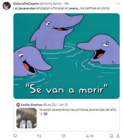 Memes de jacarandas floreciendo en enero