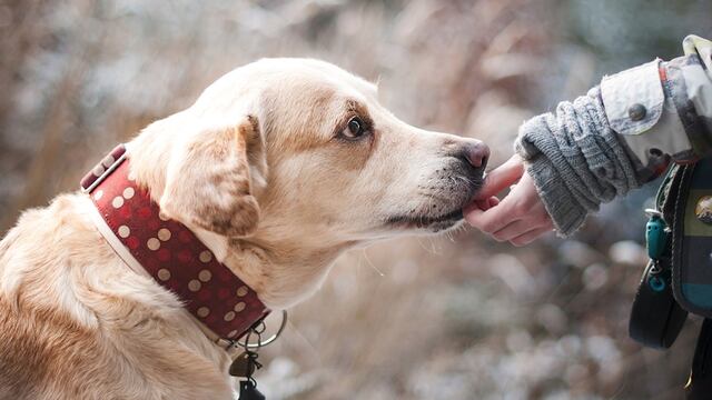 Día Mundial del Perro