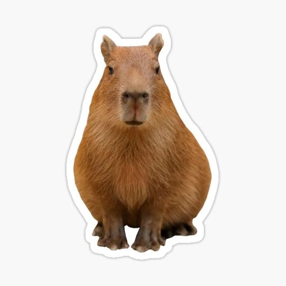 Stickers de capibara para descargar