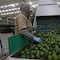 Aguacate podría bajar de precio en los siguientes días por esta razón