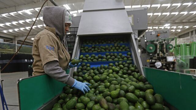 Aguacate podría bajar de precio en los siguientes días