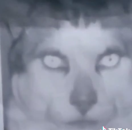 Gato nahual de TikTok