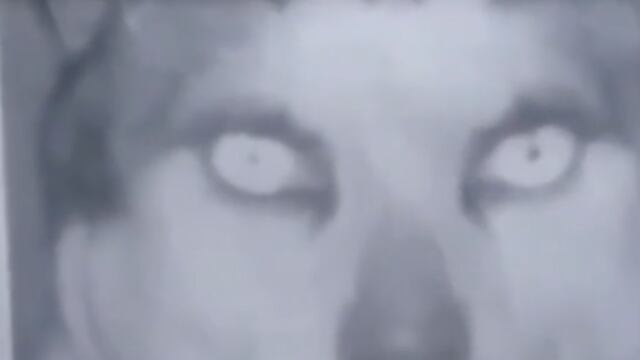 Gato nahual de TikTok