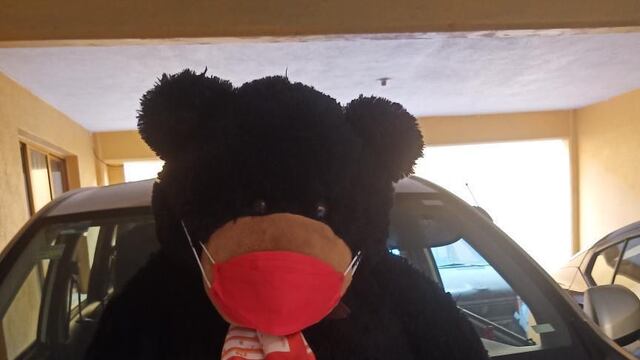 Osito de peluche viaja como copiloto en Uber