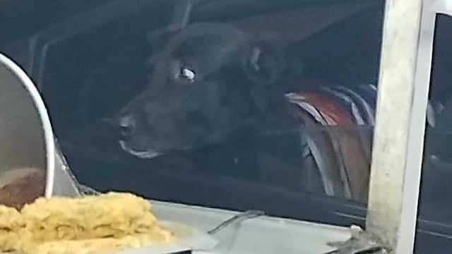 Colonia Roma: Perrito no quiso abandonar a su dueños que resultó muerto