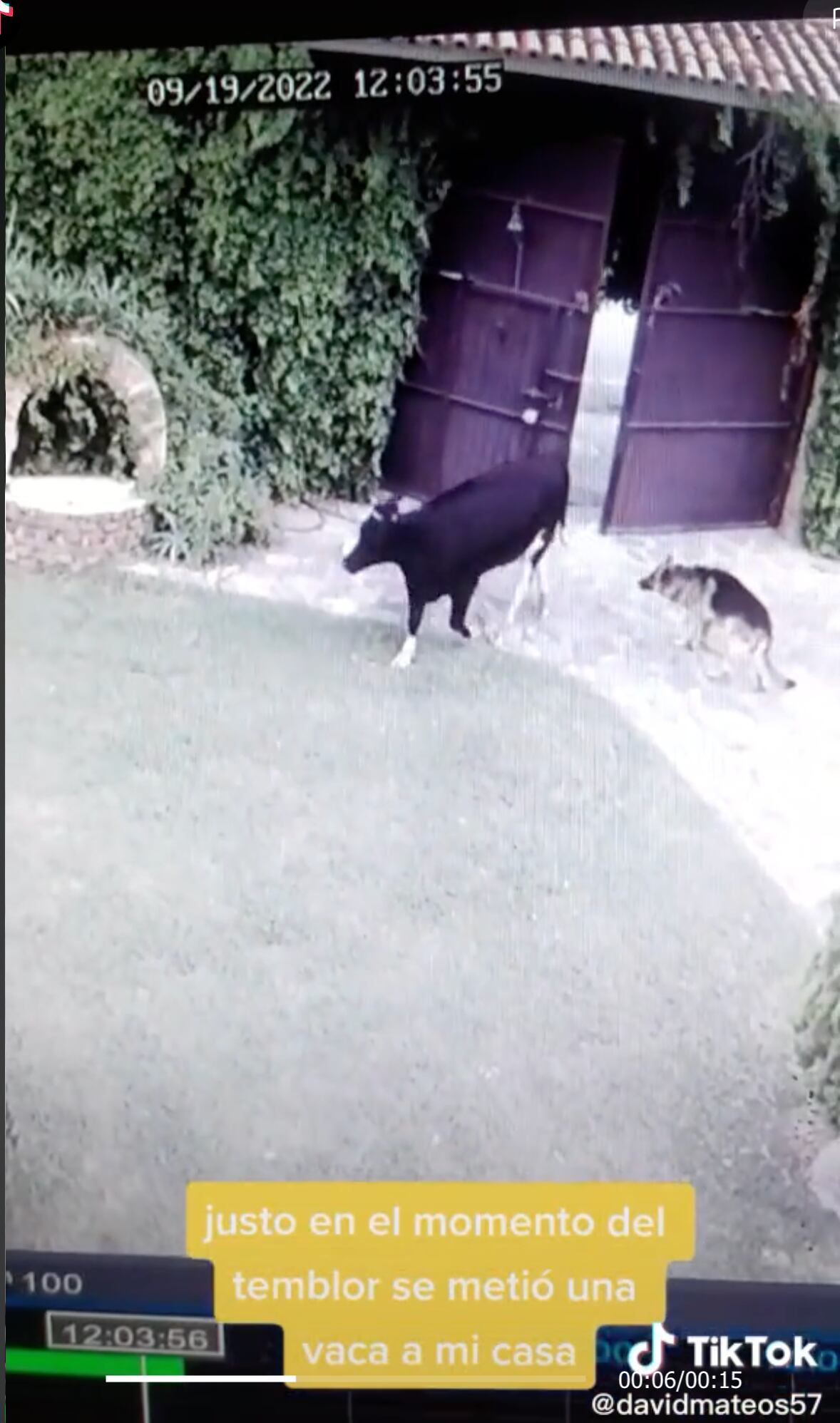 TikTok: Vaca se le cuela aprovechando el temblor del 19 de septiembre (VIDEO)