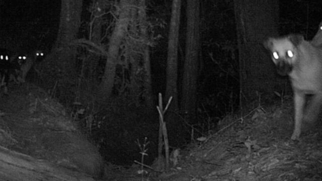 Perros ferales atacan a tortugas en Progreso, Yucatán