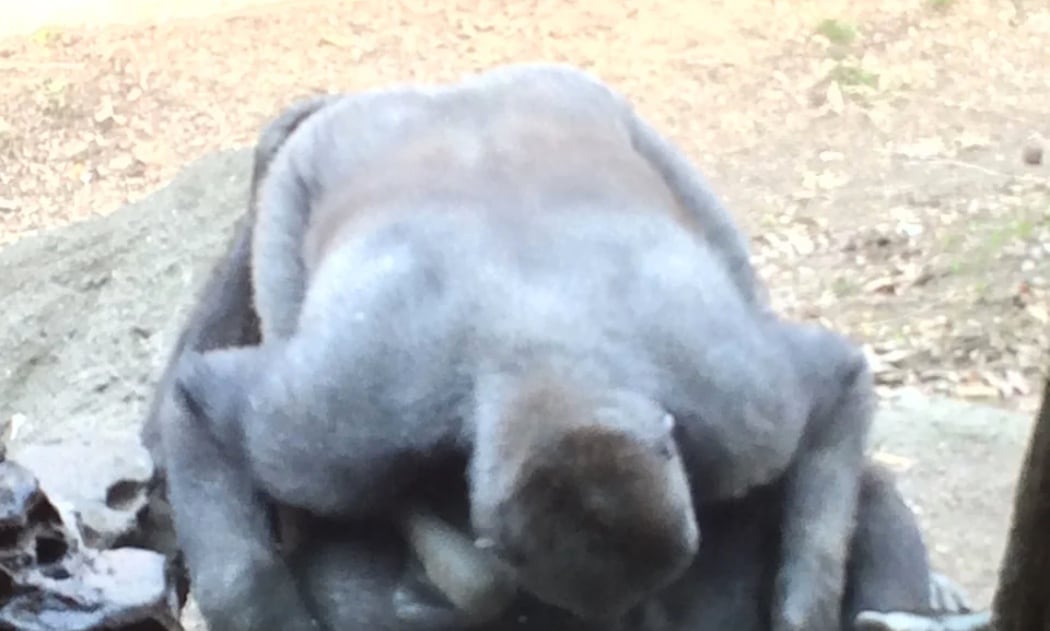 Gorilas haciendo sexo oral