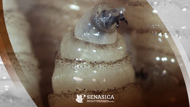 Gusano barrenador: primer caso en humanos en México