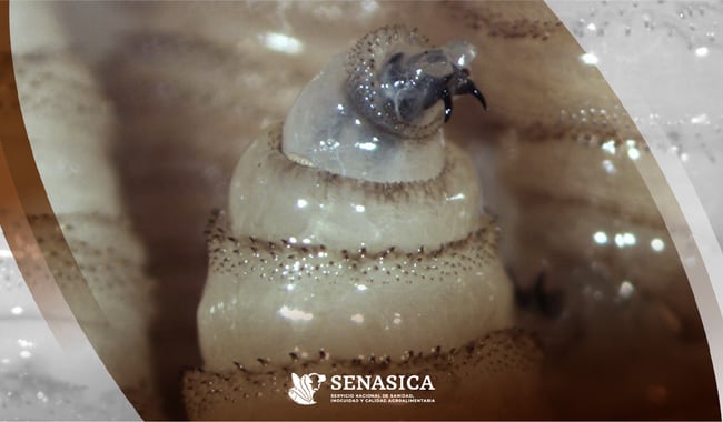 Gusano barrenador: primer caso en humanos en México