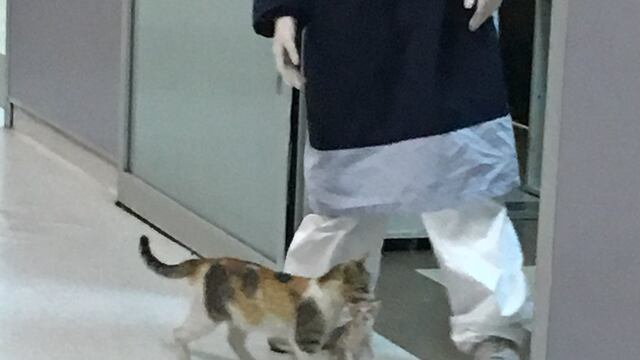 Mamá gato y su gatito